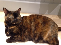 Lovely thread about our cats.