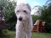Apart from collies, what other breeds lie down and give the bent eye?