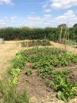 The 2015 Allotment / Veg Patch Thread Part 3 already!