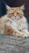 Does anyone have a Maine Coon?