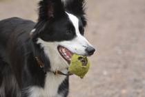 For the love of dogs