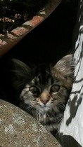 Kitten started pooing not in tray ( possibly older cat helped!!!!)