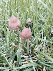 Mushrooms in my lawn