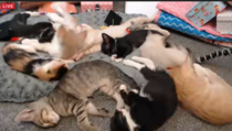 Live web cam of tiny kittens.