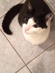 A cat/kitten picture sharing thread.