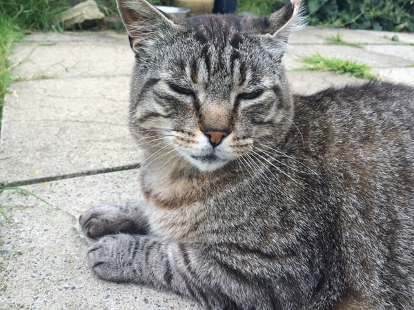 Feeding a cat in a cone