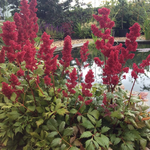 Why aren't my plants flowering?