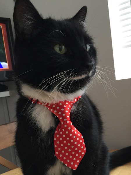 What exotic name can we call black and white cats so they dont get overlooked in the rescue centres?