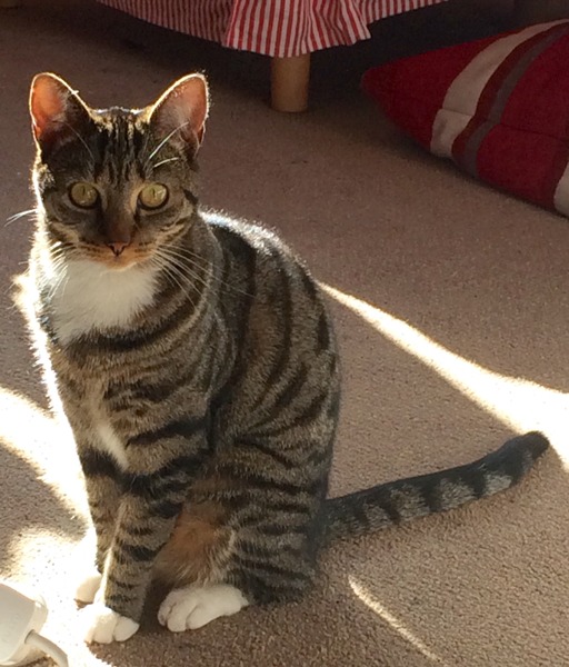 A cat/kitten picture sharing thread.