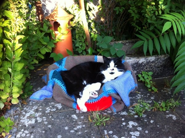 What/Who else can i try to urgently re-home my cat?
