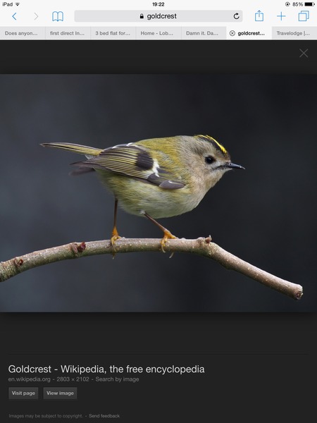 Does anyone feed their garden birds?