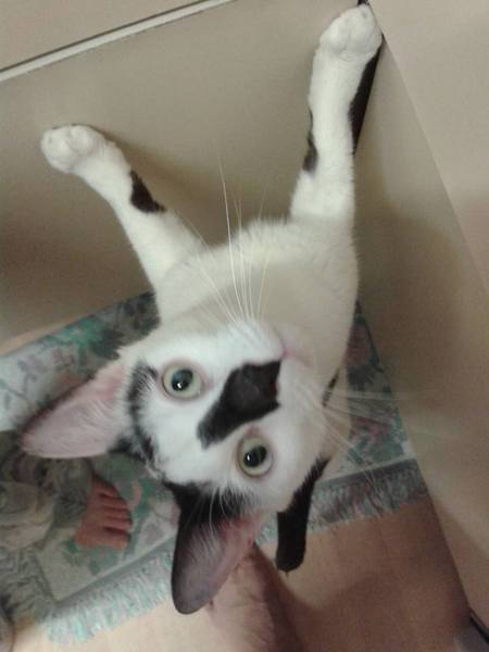 Cat having tail problems. Vet says possible amputation :(