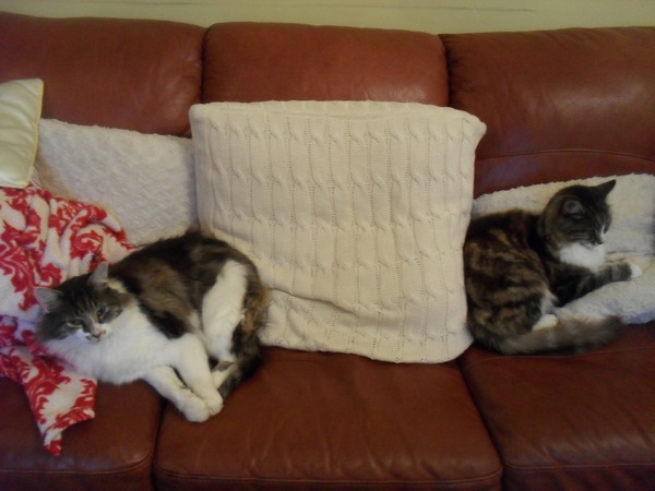 A cat/kitten picture sharing thread.