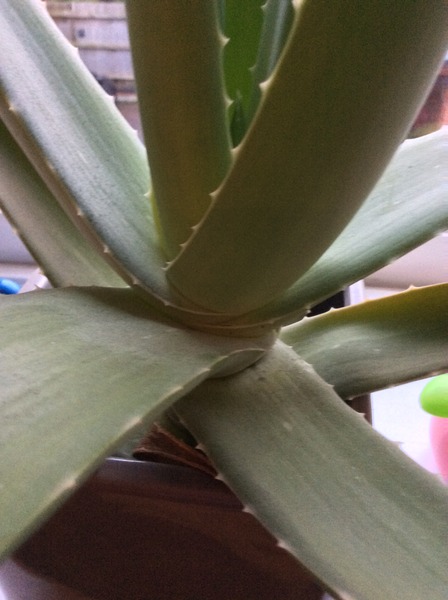 AIBU- fucking forever living aloe shite.
