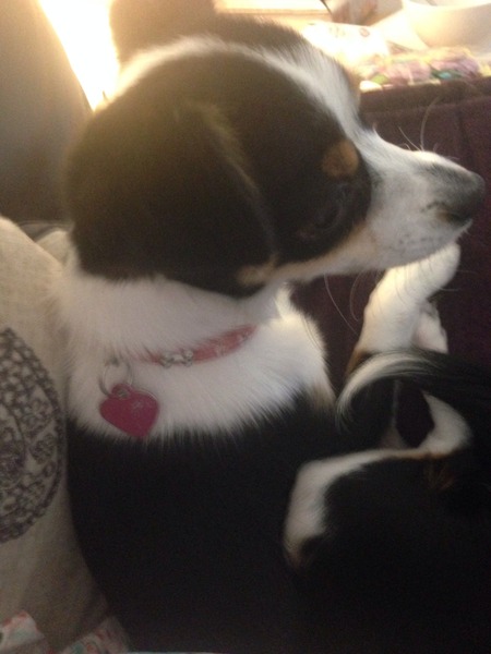 National Dog day - 26/08/2015