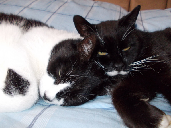 What exotic name can we call black and white cats so they dont get overlooked in the rescue centres?