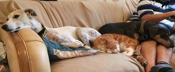 Which breed of dog?