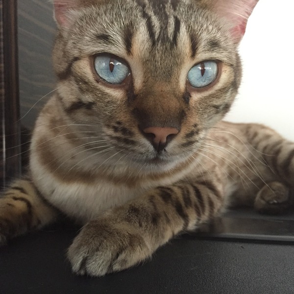 I don't want to get a family pet due to ethics