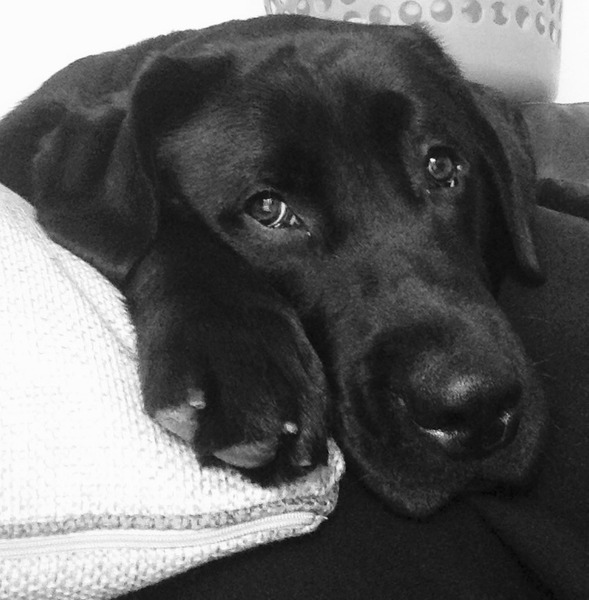 Getting a puppy was the best thing I've ever done.