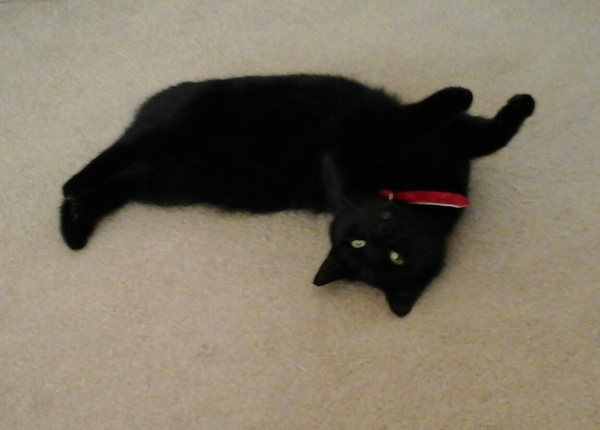 Weird things your cat does