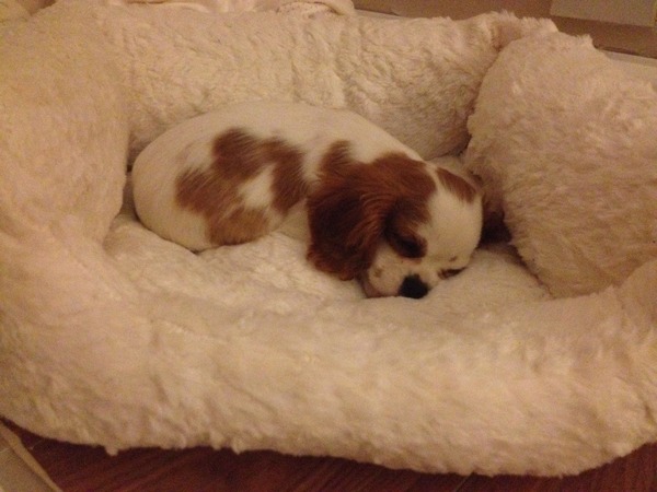 National Dog day - 26/08/2015