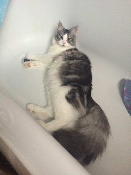 My cat's tail seems injured