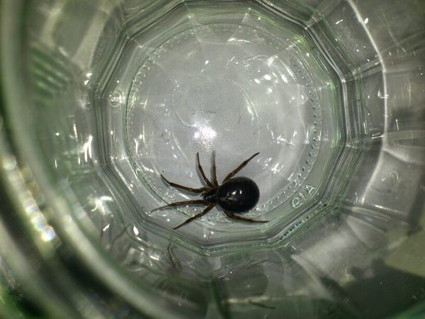 to kill all the spiders?