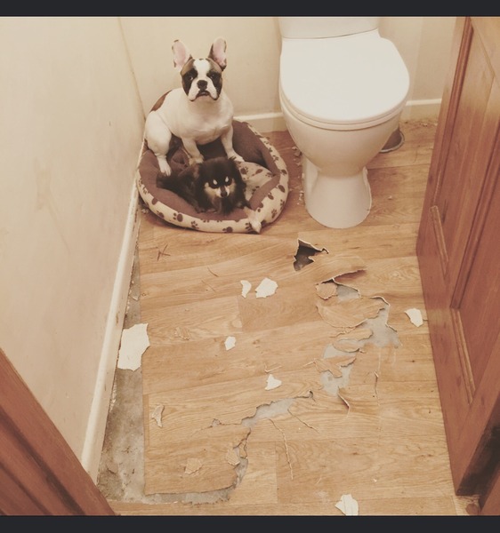 I really need some puppy help, right now I feel like I hate her