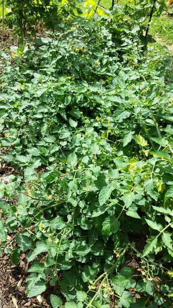 Allotment /Veg patch  thread 4 "Lettuce and Peppers and Pears OH MY!"