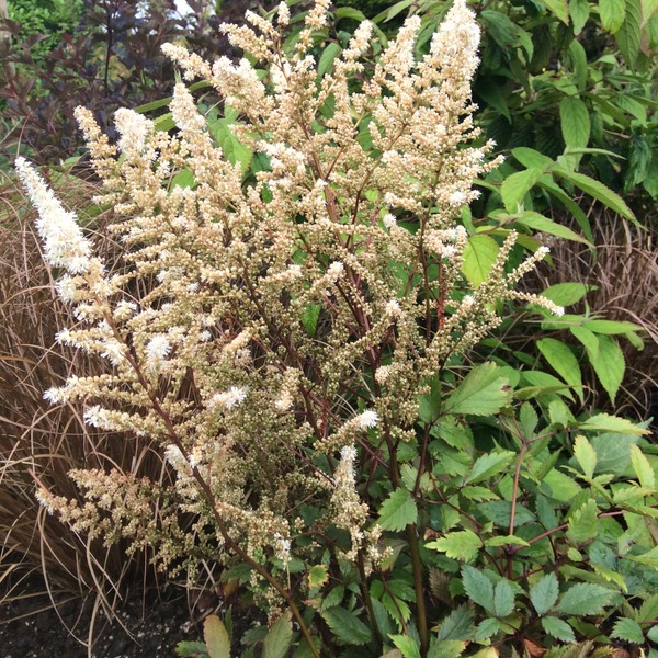 Why aren't my plants flowering?