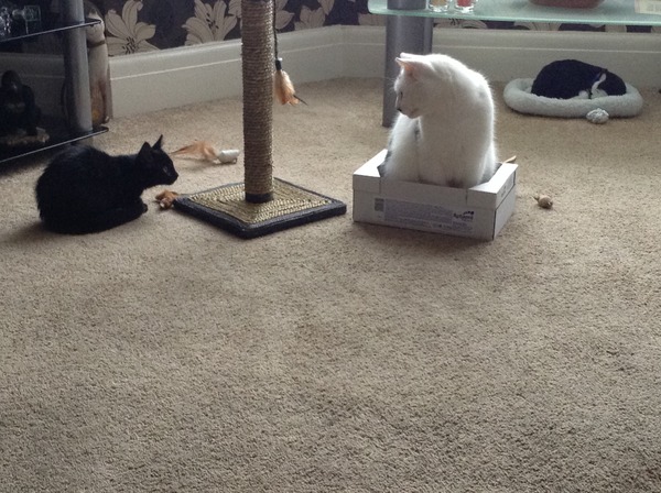 Older Cats and kittens