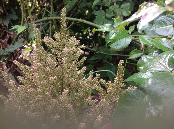 Why aren't my plants flowering?