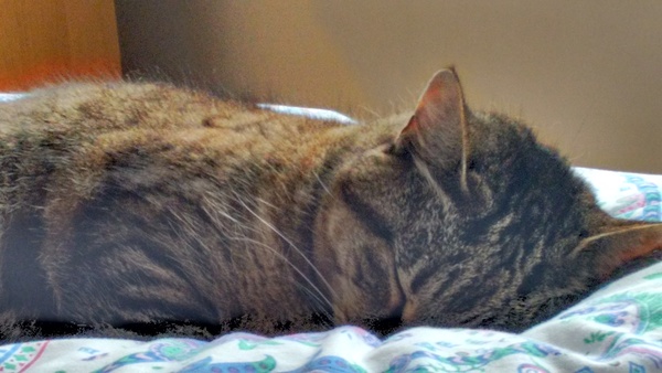 A cat/kitten picture sharing thread.