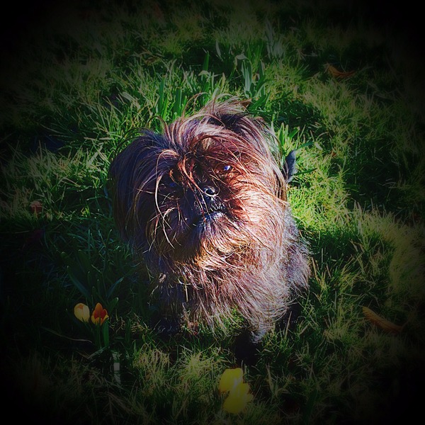 What little dog for a big dog person?