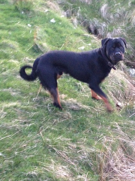 National Dog day - 26/08/2015