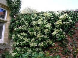 Shady characters - a permanent home for shade garden suggestions!