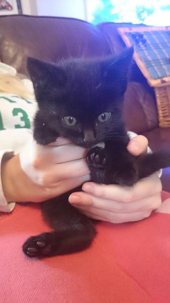 Should we keep the kitten?