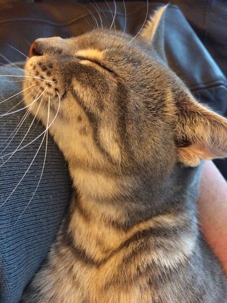 Or should I be able to abuse my own cat if I want?