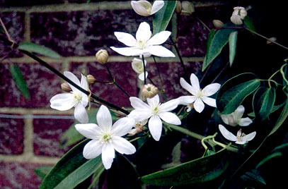 Shady characters - a permanent home for shade garden suggestions!