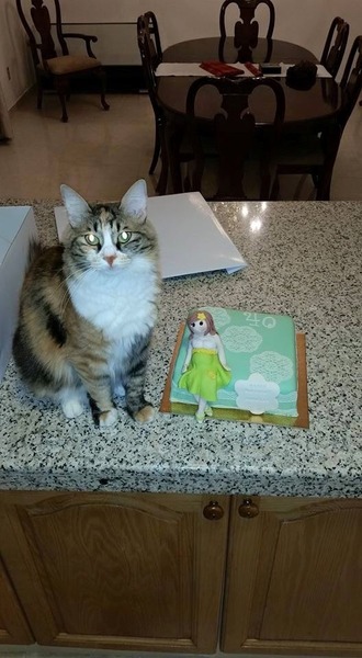 To think cats swanning about on work surface/table is gross?