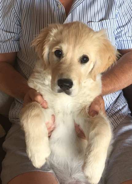 Ive had a golden retriever puppy 4 days....and changed my mind