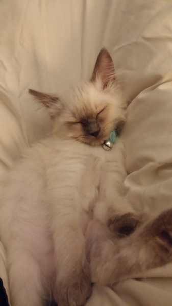 A cat/kitten picture sharing thread.