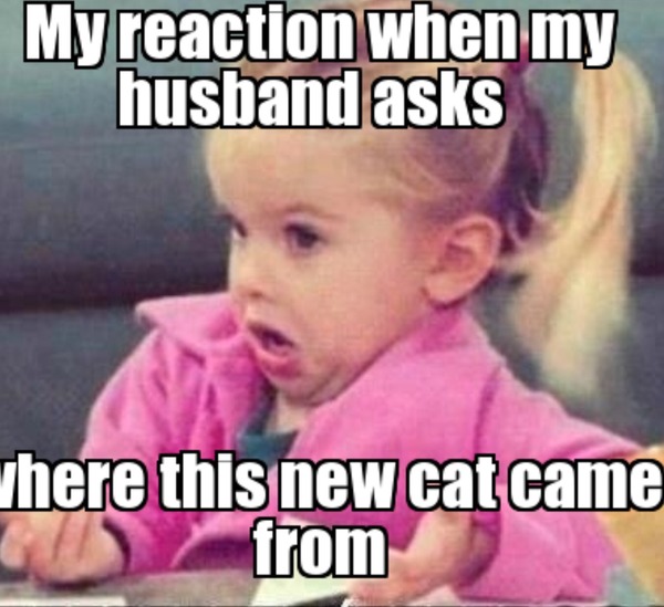 Thecatneuterer...