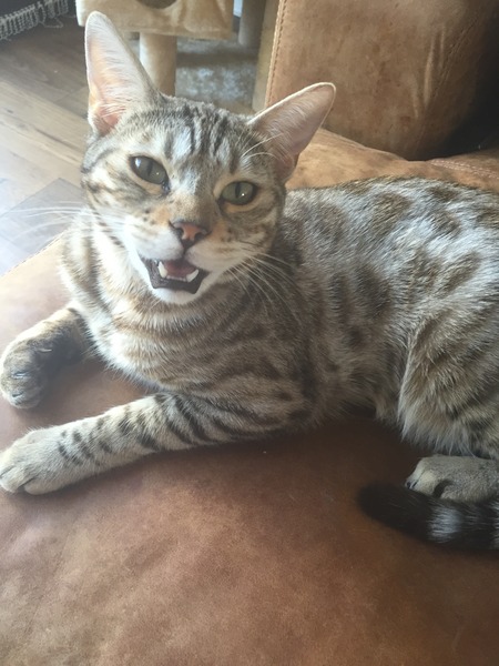 A cat/kitten picture sharing thread.