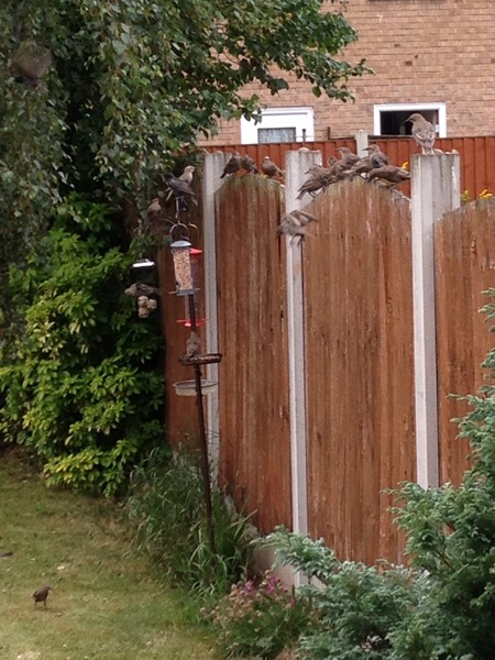 Does anyone feed their garden birds?