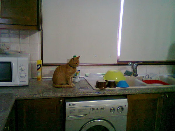 To think cats swanning about on work surface/table is gross?