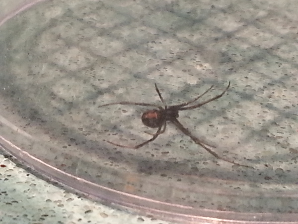 To start killing spiders