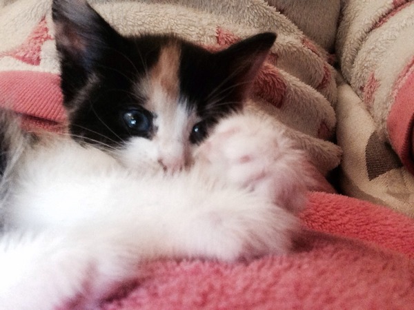 A cat/kitten picture sharing thread.