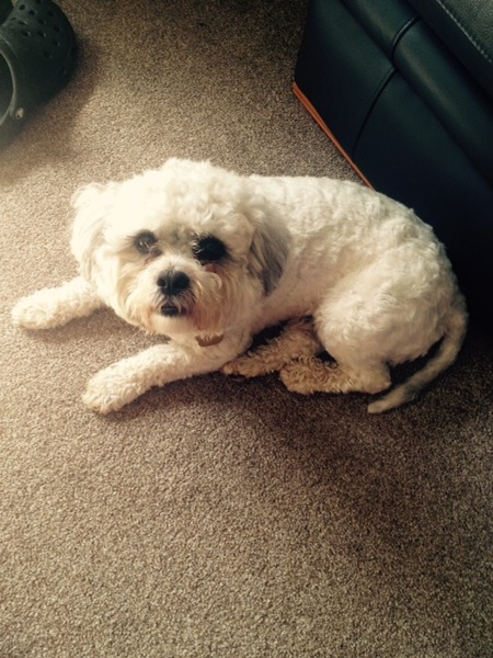 National Dog day - 26/08/2015