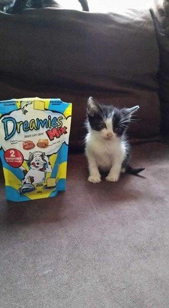 Help me name my kitten
